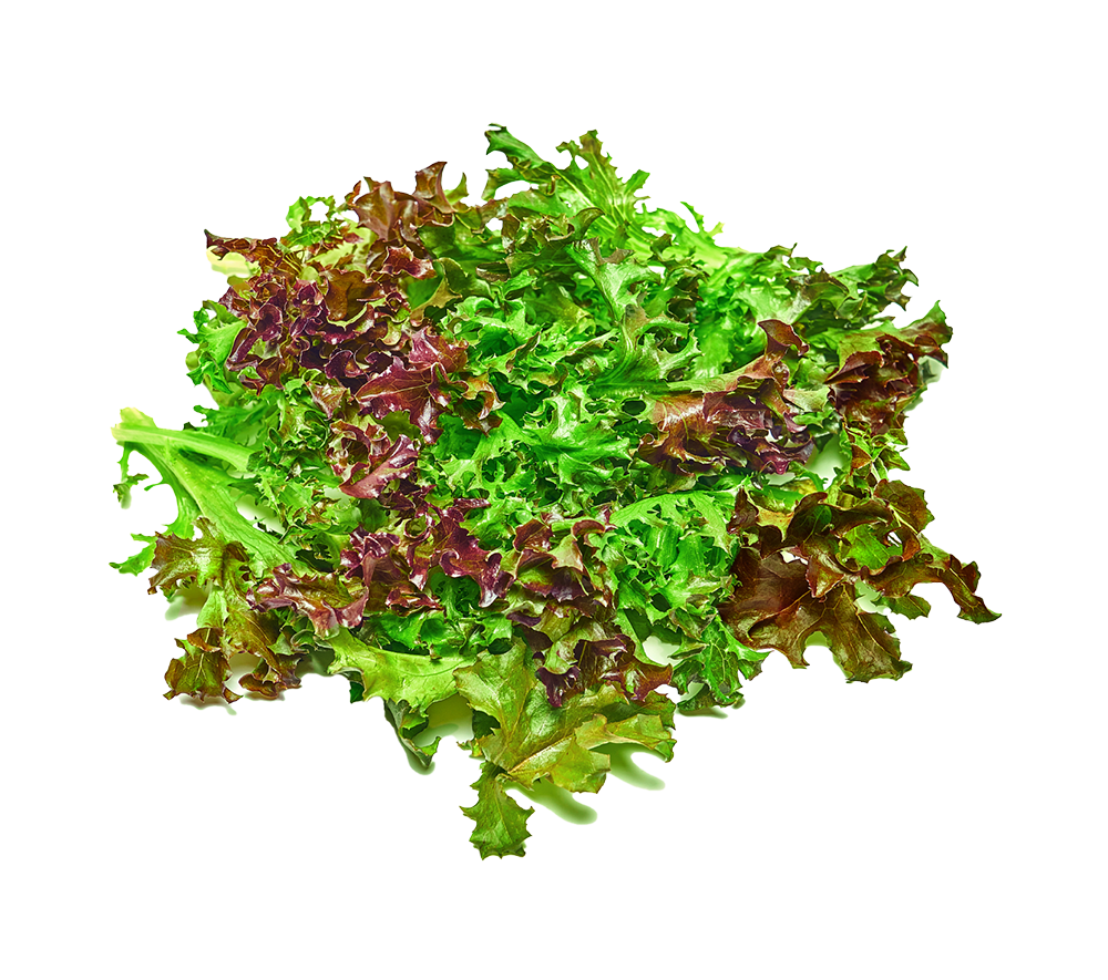 Crispy Red Lettuce
